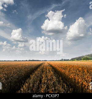 Ripe golden campo di grano contro il cielo blu sullo sfondo Foto Stock