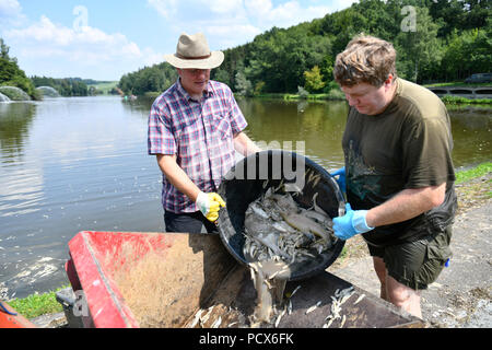 Roetlen bei Ellwangen, 4 agosto 2018. (Jagst): Ekkehard Gerlach (L) e Reinhold Herre punta un secchio di pesci morti in un escavatore pala alla Roetlen serbatoio. Quando le temperature rimangono caldi, molti laghi sono minacciate dalla mortalità dei pesci. (Sul dpa 'l'ossigeno si esaurisce - calore fa sì che i pesci morti in serbatoi" del 04.08.2018) Foto: Jan-Philipp Strobel/dpa Credito: dpa picture alliance/Alamy Live News Foto Stock