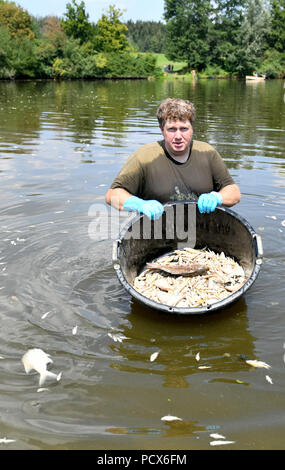 Roetlen bei Ellwangen, 4 agosto 2018. (Jagst): Reinhold Herre dal Ostalb Club di pesca dei pesci pesci morti dal serbatoio Roetlen. Quando le temperature rimangono caldi, molti laghi sono minacciate dalla mortalità dei pesci. (Sul dpa 'l'ossigeno si esaurisce - calore fa sì che i pesci morti in serbatoi" del 04.08.2018) Foto: Jan-Philipp Strobel/dpa Credito: dpa picture alliance/Alamy Live News Foto Stock