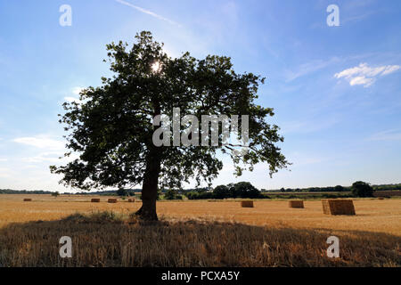 Chessington Surrey England Regno Unito. 4 agosto 2018. Il sole splende attraverso un albero di quercia a Chessington nel Surrey dove la paglia è stato imballato fino dopo la mietitura del grano. Credito: Julia Gavin/Alamy Live News Foto Stock