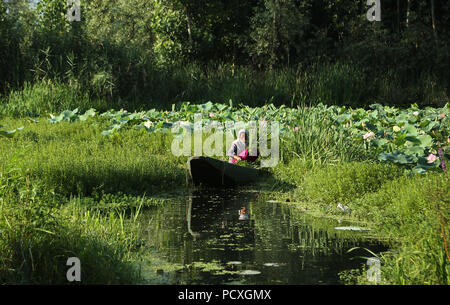 Srinagar, Indiano-controllato del Kashmir. Il 4° agosto 2018. Una donna taglia le erbacce al dal lago a Srinagar, capitale estiva di Indiano-Kashmir controllata, su Agosto 4, 2018. Credito: Javed Dar/Xinhua/Alamy Live News Foto Stock