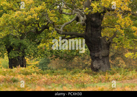 Autunno querce alberi Foto Stock