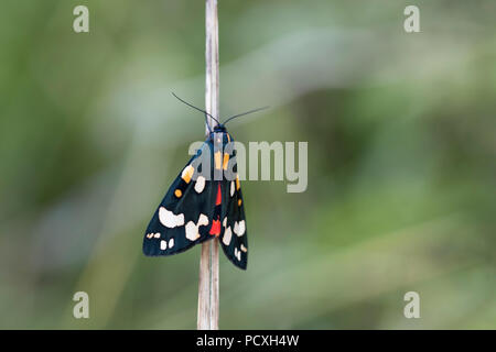 Scarlet Tiger Moth; Callimorpha dominula Cornwall, Regno Unito Foto Stock