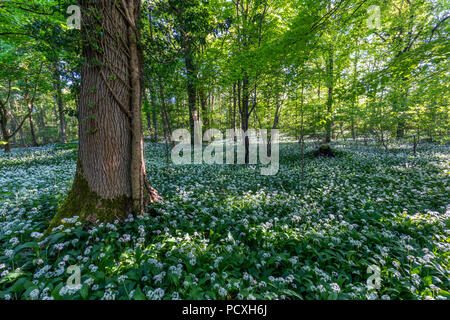 Legno Fleagarth; Silverdale; Ramsons in fiore; Lancashire Foto Stock