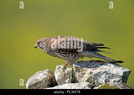 Il Gheppio (Falco tinnunculus), femmina, Francia Foto Stock