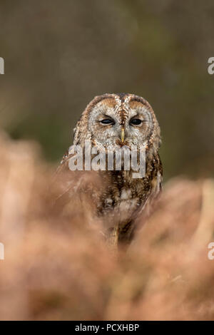 Allocco; Strix aluco singolo con Bracken Cornwall, Regno Unito Foto Stock