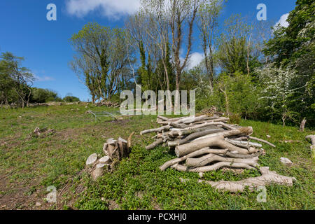 Warton falesia; Lancashire, Regno Unito Foto Stock