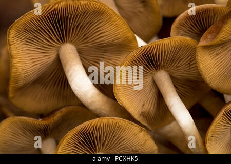 Psathyrella acquoso; Psathyrella piluliformis; Cornovaglia; Regno Unito Foto Stock