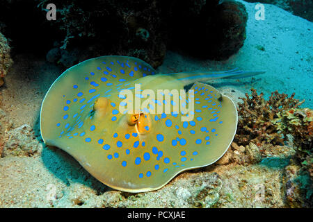 Blue Spotted Stingray o Bluespotted ribbontail ray (Taeniura lymma), Hurghada, Egitto Foto Stock