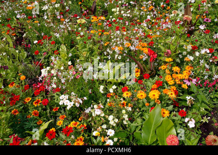 Prato di fiori selvaggi giardino con molti fiori e piante colorate Foto Stock