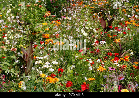 Prato di fiori selvaggi giardino con molti fiori e piante colorate Foto Stock