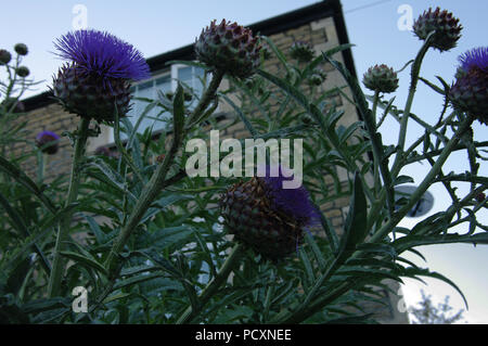 Cardi in Frome, Somerset Foto Stock