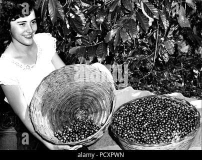 Il caffè raccolto. I raccoglitori seleziona il ripe ciliege rosse lasciando il verde, frutto immaturo sulla struttura ad albero per la successiva raccolta. Guatemala. 1949 Foto Stock