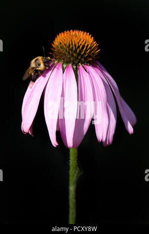 Un due-spotted Bumble Bee poggia su un viola coneflower a Rosetta McClain giardini vicino a Toronto, Ontario. Foto Stock