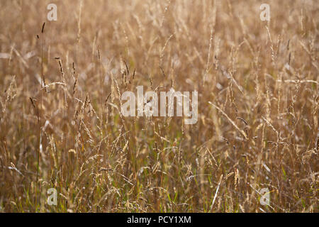 Sfondo naturale secca di golden erbe illuminata dal sole del pomeriggio. Foto Stock