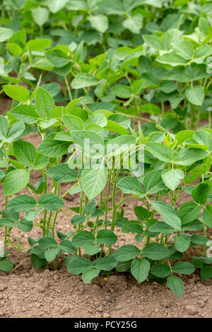 Dettaglio di un campo di metà della crescita o di soia - soia Glycine max - piantato in file. Foto Stock