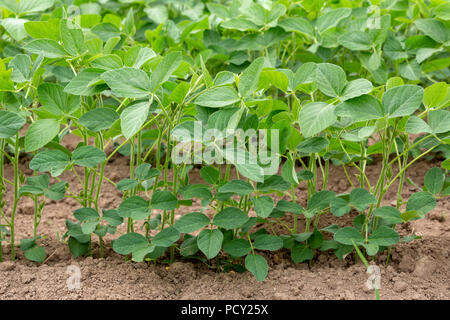 Dettaglio di un campo di metà della crescita o di soia - soia Glycine max - piantato in file. Foto Stock