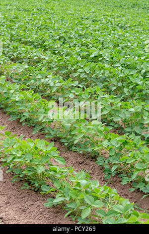 Dettaglio di un campo di metà della crescita o di soia - soia Glycine max - piantato in file. Foto Stock