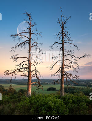 Due vecchi alberi con bel tramonto e luna in serata estiva in Finlandia Foto Stock