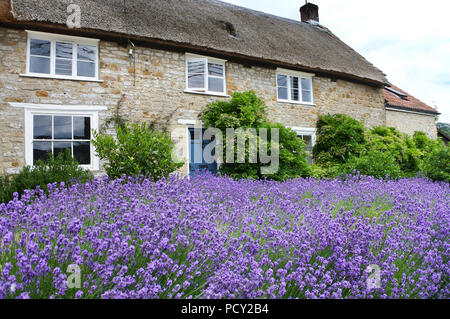 Vivace fioritura di lavanda in parte anteriore di un grazioso cottage rurale, Netherbury. Dorset, Regno Unito - Giovanni Gollop Foto Stock