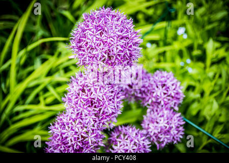 Fiori presso i Giardini Botanici di Inverness. Foto Stock