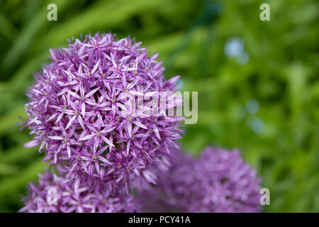 Fiori presso i Giardini Botanici di Inverness. Foto Stock