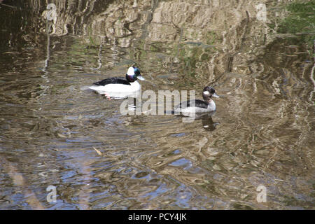 Due bufflehead anatre nuotare in un flusso in una giornata di sole Foto Stock