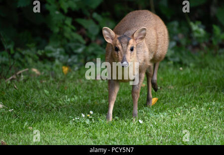 Un Reeves Muntjac visite femmina a North Norfolk giardino. Foto Stock