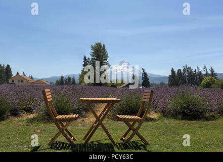 Bella e soleggiata cielo blu giorno presso Scenic Fattoria di Lavanda in Hood River Oregon durante la stagione estiva Foto Stock