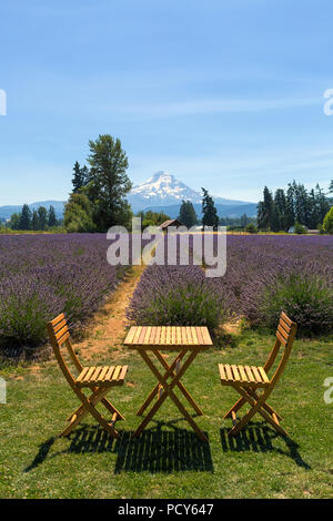 Bella e soleggiata cielo blu giorno al campo di lavanda in Hood River Oregon durante la stagione estiva Foto Stock