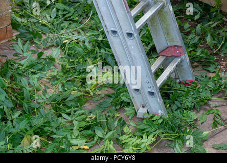 Tagliare le foglie di glicine in corrispondenza del fondo di una scala. Regno Unito Foto Stock