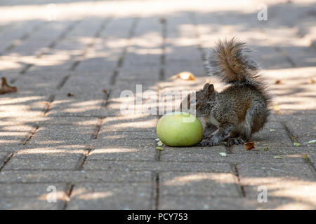 Sciurus carolinensis. Giovani scoiattolo grigio una mela su un percorso di giardino. Regno Unito Foto Stock