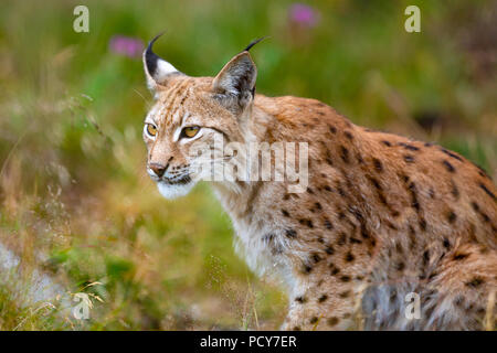 Focalizzato lince euroasiatica caccia nella foresta a estate Foto Stock