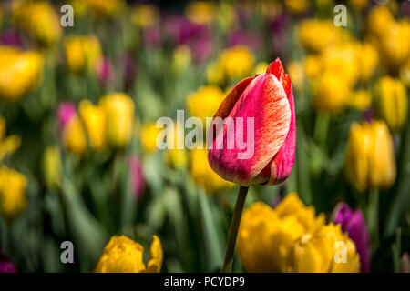 Red tulip tra un mare di tulipani gialli Foto Stock