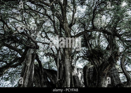 Grande Albero, Montezuma cipresso, Taxodium mucronatum, Messico Foto Stock