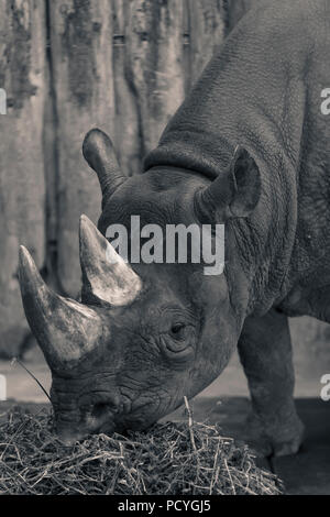 Un rinoceronte bianco, Ceratotherium simum, a Paignton Zoo, nel Devon, Inghilterra Foto Stock