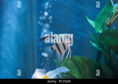 Uno striping esotici pesci di acquario di acqua blu Foto Stock