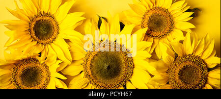 Bella girasoli su sfondo giallo. Fiore giallo. Formato intestazione. Foto Stock