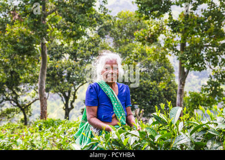 ELLA, SRI LANKA - 30 DIC 2016: vecchiaia tè femmina-picker preleva le fresche foglie di tè in Ella città sul dicembre 30, 2016 Provincia di uva, Sri Lanka Foto Stock