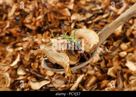 I funghi secchi nel cucchiaio di legno Foto Stock