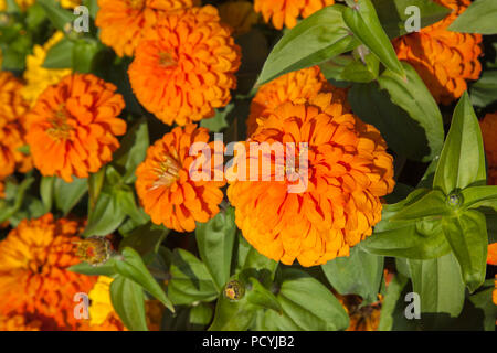 Bella arancio e giallo zinnia fiore in fiore nel giardino di Rolle, Svizzera sul soleggiato caldo giorno d'estate Foto Stock