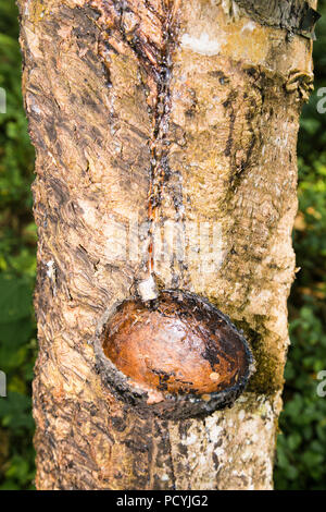 Lattice lattiginosa estratta dalla struttura in gomma (Hevea Brasiliensis) come una fonte di gomma naturale. Piantagioni di gomma in piante Weligama, Sri Lanka. Foto Stock