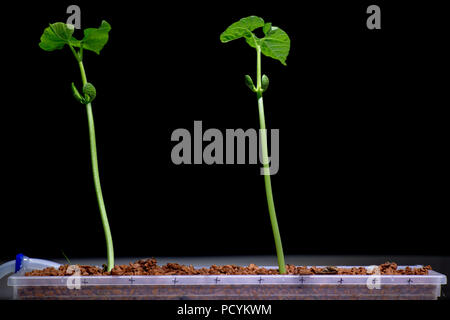 I germogli di soia su sfondo nero Foto Stock