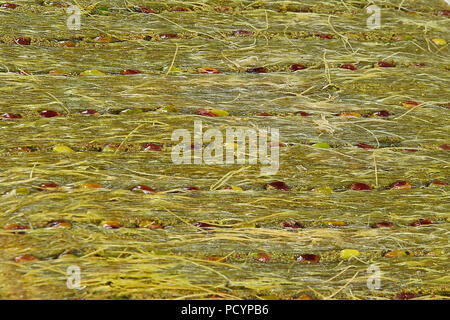 Il pistacchio kataifi sul vassoio - spalmatura kadayif Foto Stock