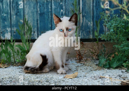 Street gattino, 10 settimane di età, tortie punto bianco, seduto di fronte a una porta del granaio Foto Stock