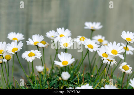 Margherite Shasta, Shasta Daisy Fiori (Leucanthemum × superbum) grandi margherite daisy crescendo in una pentola Foto Stock