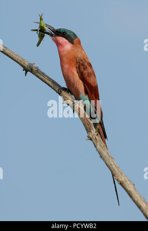 Porttrait verticale del sud carmine gruccione seduto su un ramo di mangiare Cavalletta verde con il blu del cielo nel Parco Nazionale di Kruger, Sud Africa Foto Stock