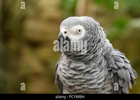 Close-up di pappagallo grigio africano di testa, raccolto orizzontale Foto Stock