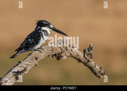 Bianco e nero pied kingfisher uccello sul ramo morto Foto Stock