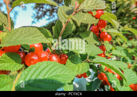 Bacche rosse di un feltro cherry sui rami. Close up foto. Piccoli frutti di bosco di ciliegie. Impianto varietale. Gocce di acqua sulle foglie. Foto Stock